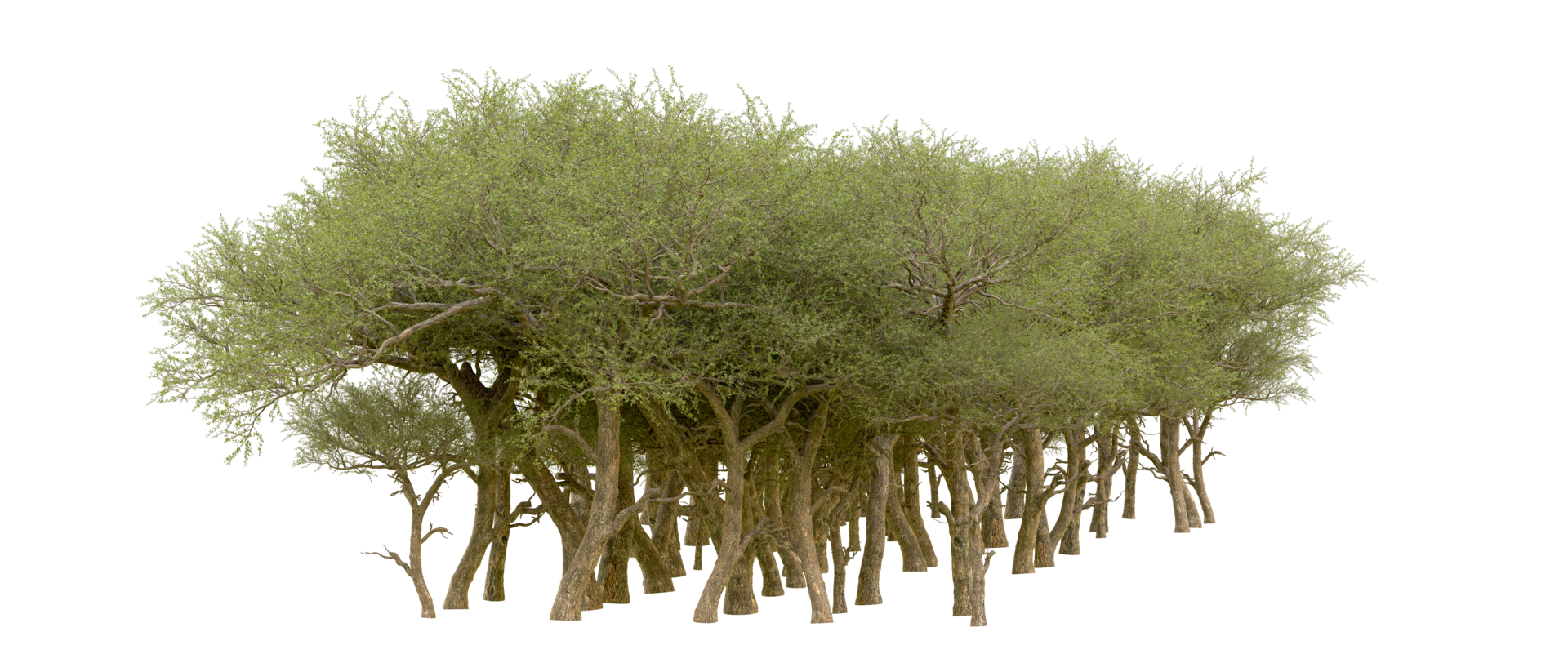 Green forest isolated on background. 3d rendering - illustration png