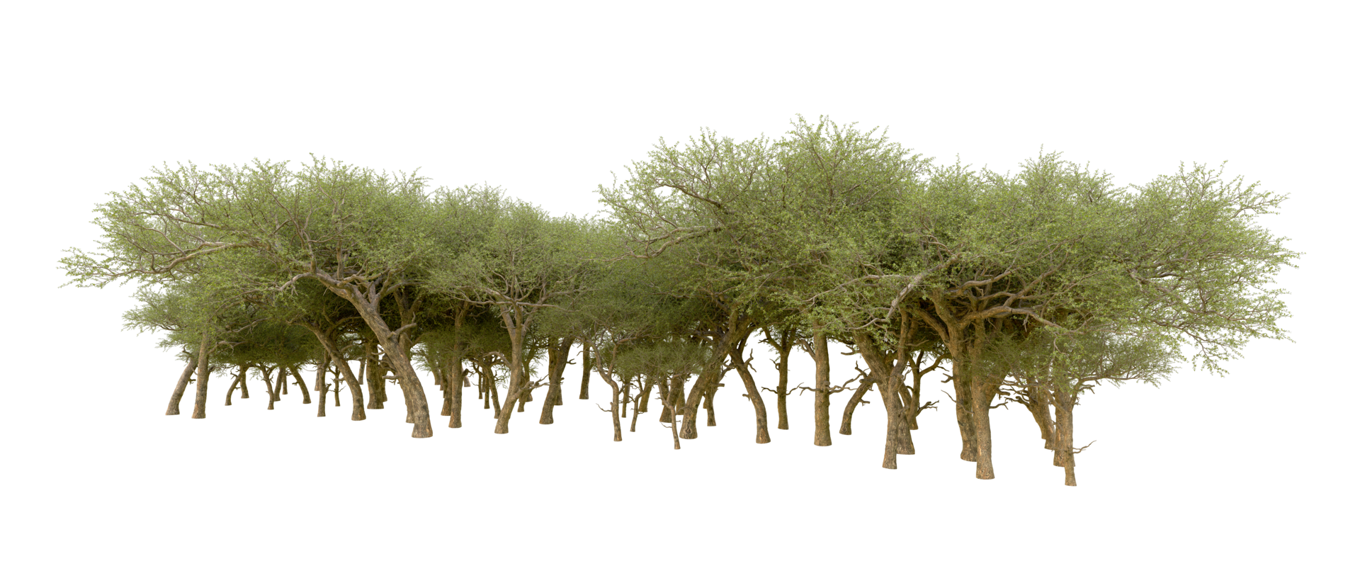 Green forest isolated on background. 3d rendering - illustration png