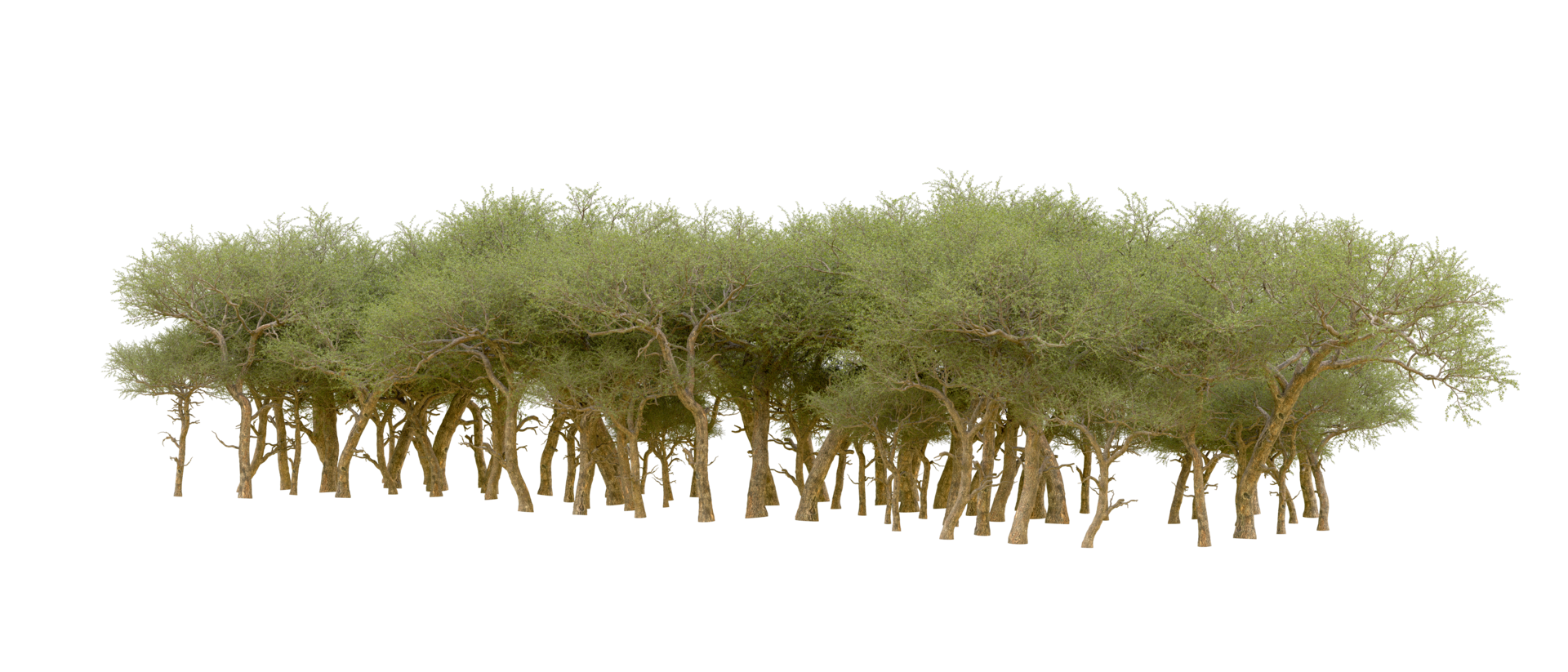 Green forest isolated on background. 3d rendering - illustration png