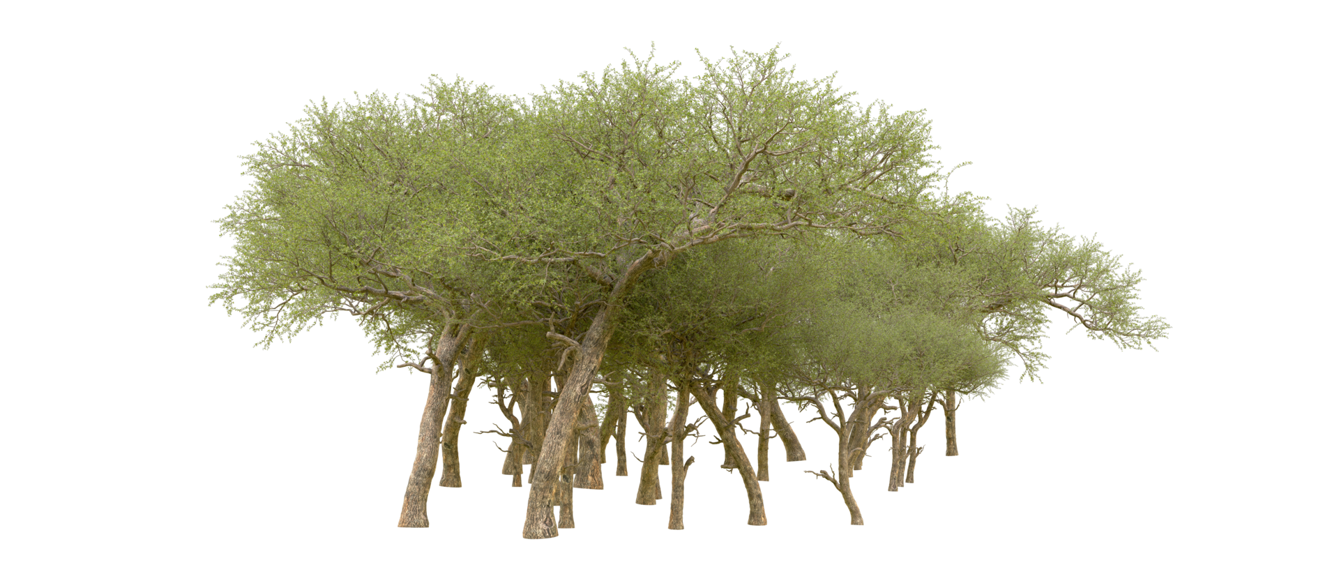 Green forest isolated on background. 3d rendering - illustration png