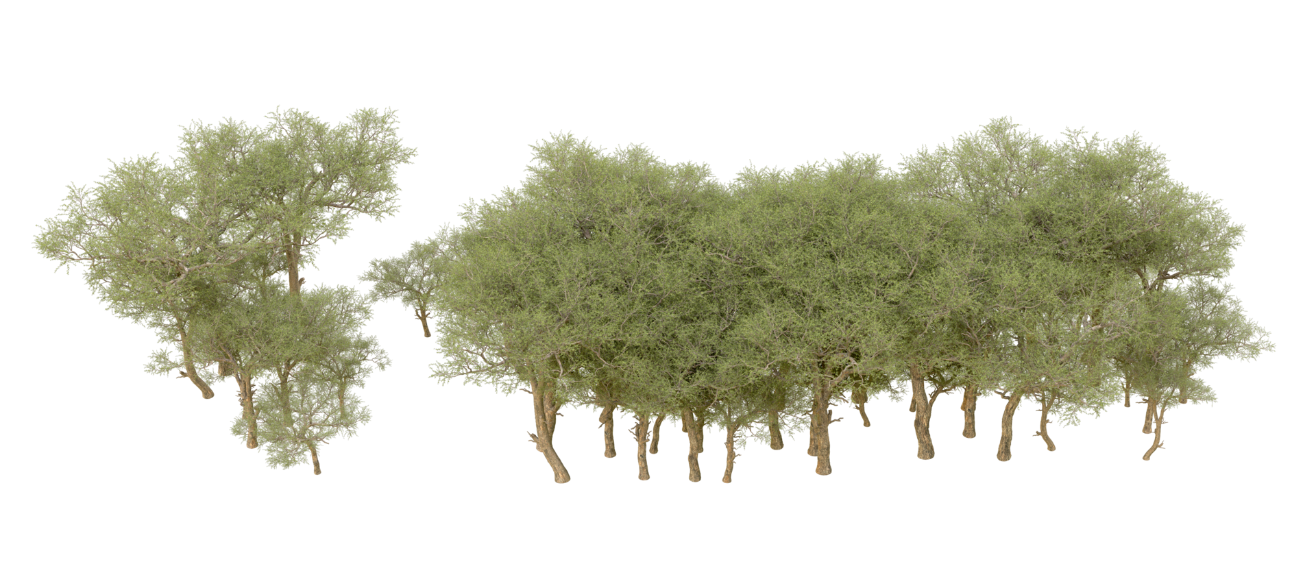 Green forest isolated on background. 3d rendering - illustration png