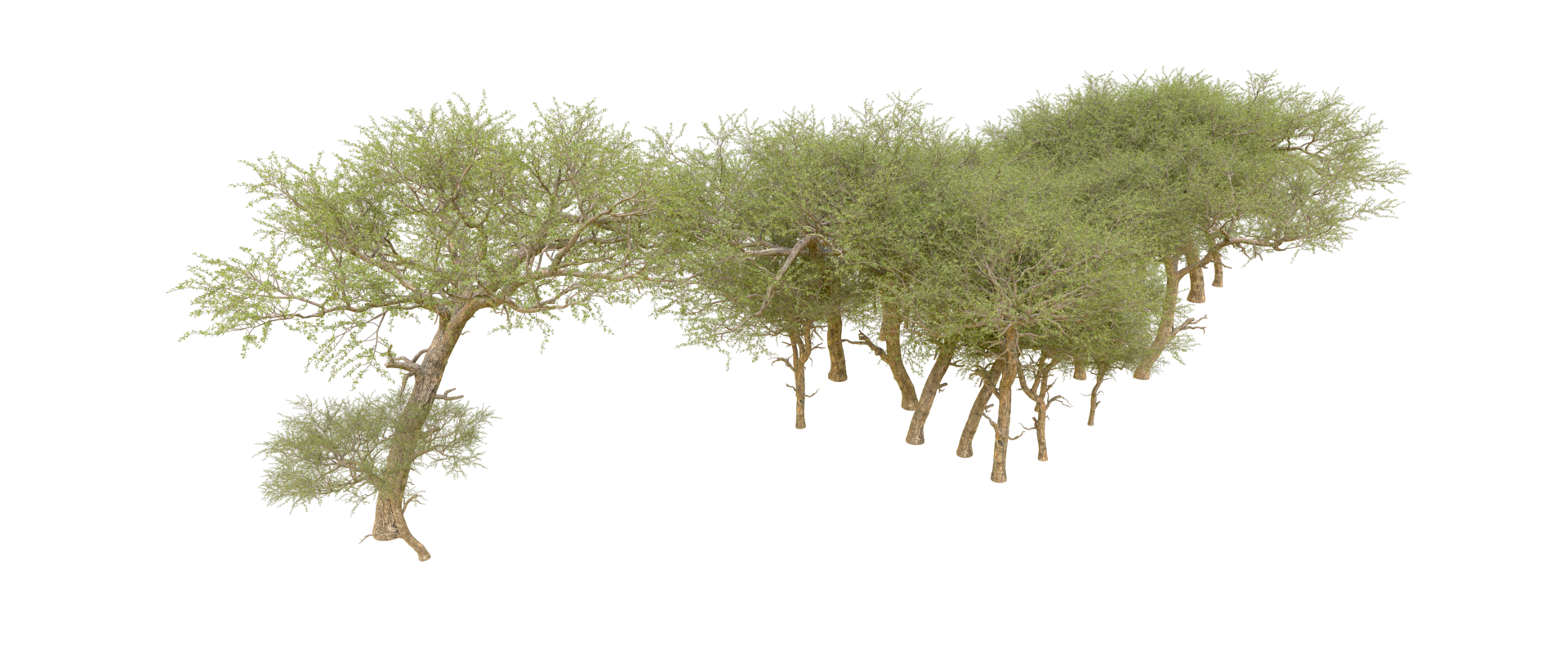 Green forest isolated on background. 3d rendering - illustration png