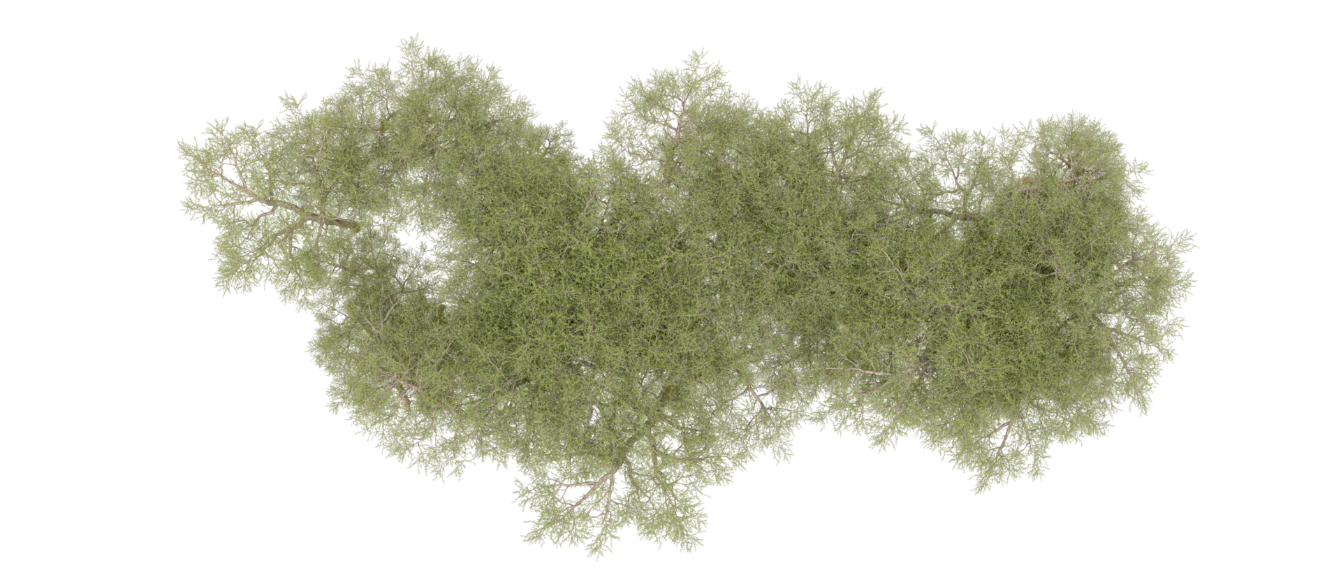 Green forest isolated on background. 3d rendering - illustration png