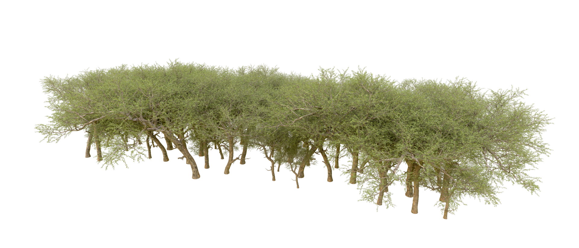 Green forest isolated on background. 3d rendering - illustration png