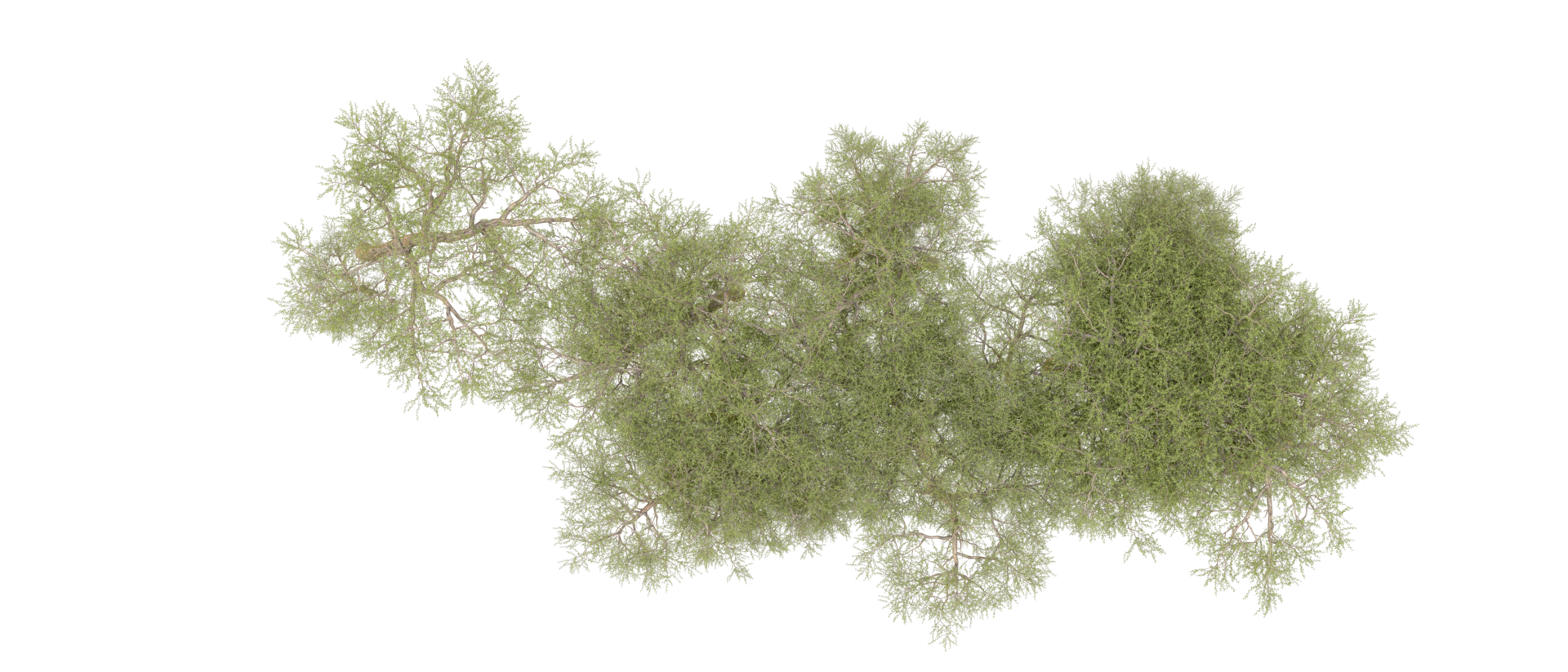 Green forest isolated on background. 3d rendering - illustration png