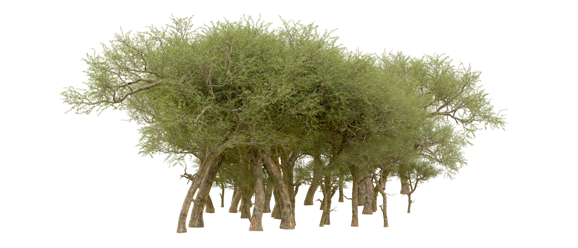 Green forest isolated on background. 3d rendering - illustration png