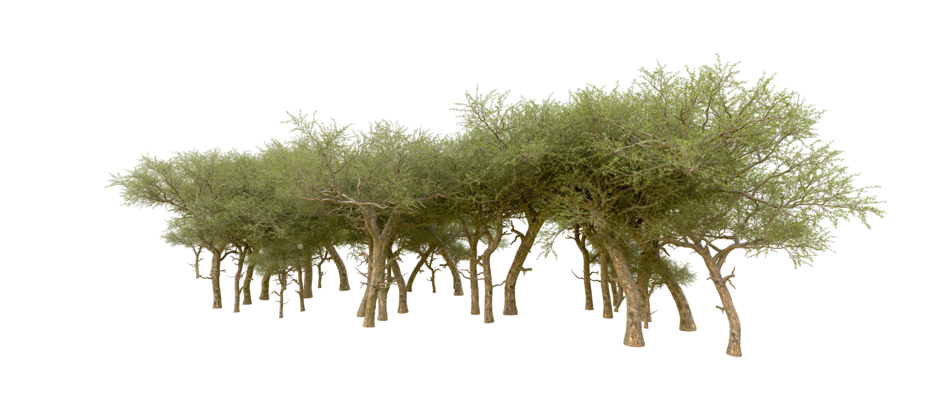 Green forest isolated on background. 3d rendering - illustration png
