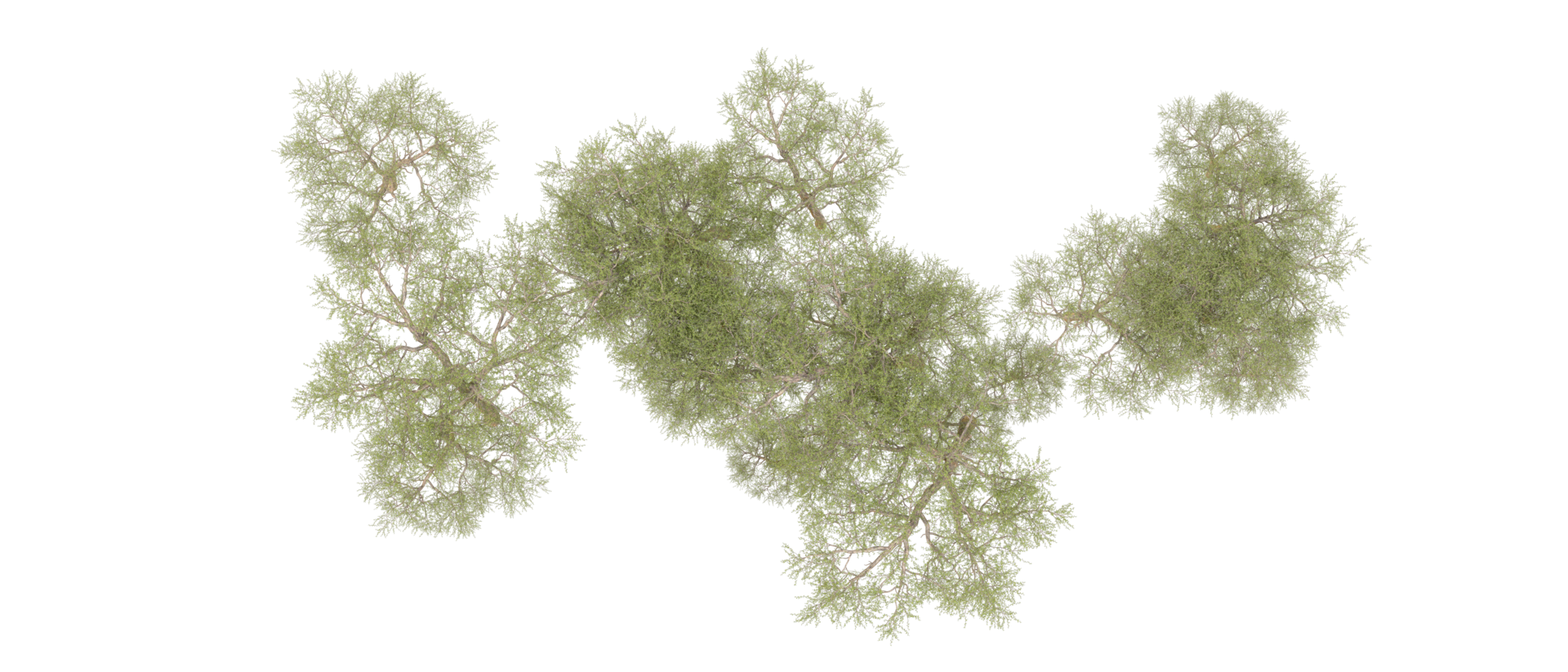 Green forest isolated on background. 3d rendering - illustration png