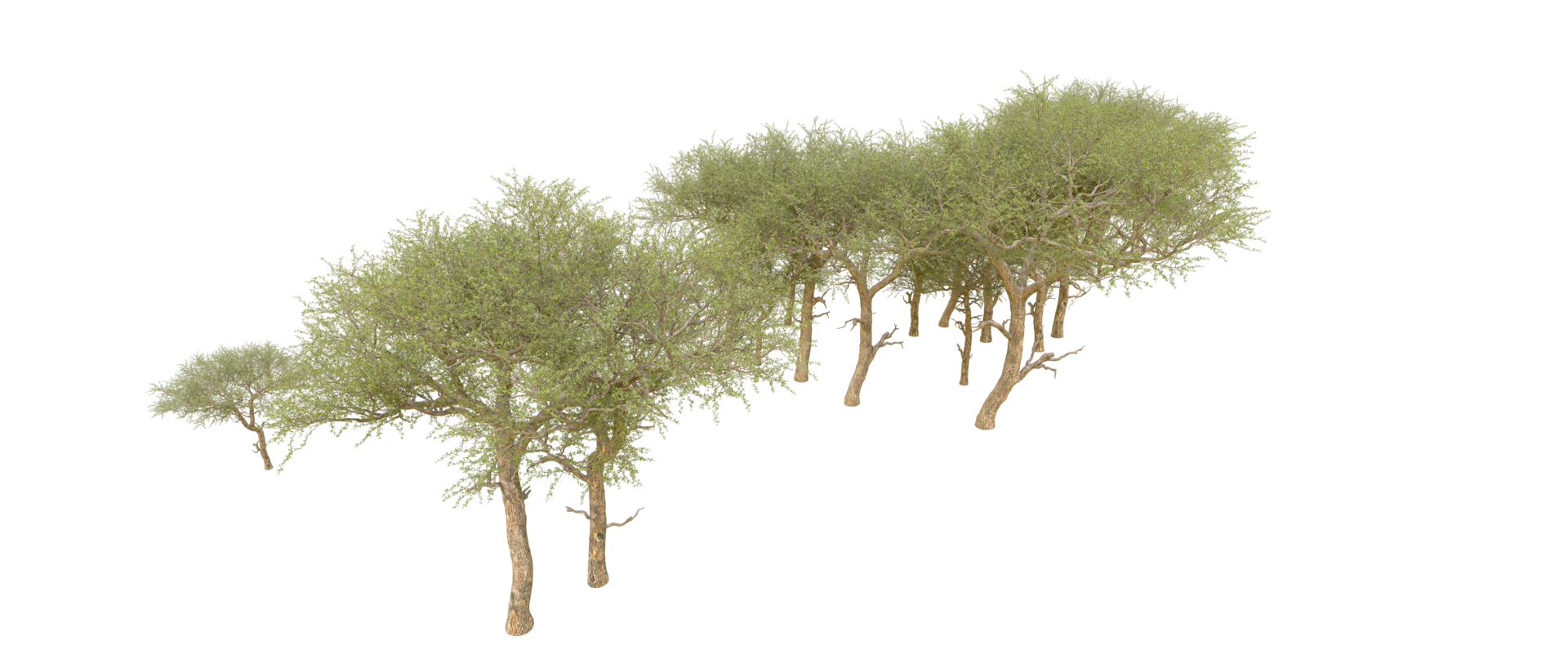 Green forest isolated on background. 3d rendering - illustration png