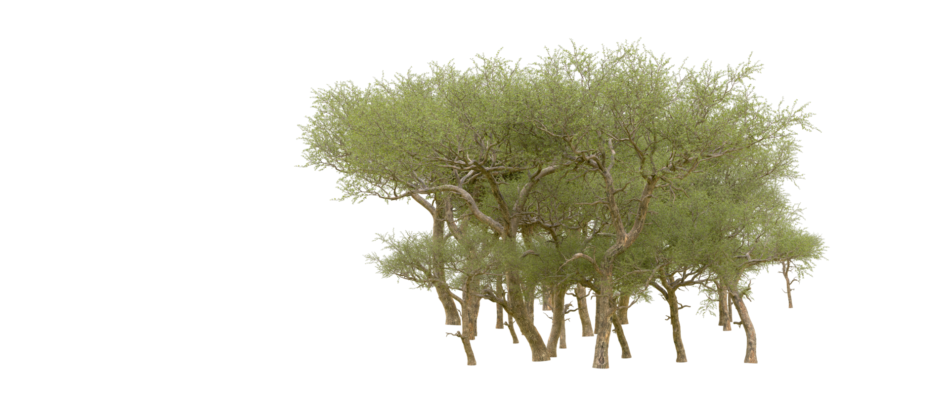 Green forest isolated on background. 3d rendering - illustration png