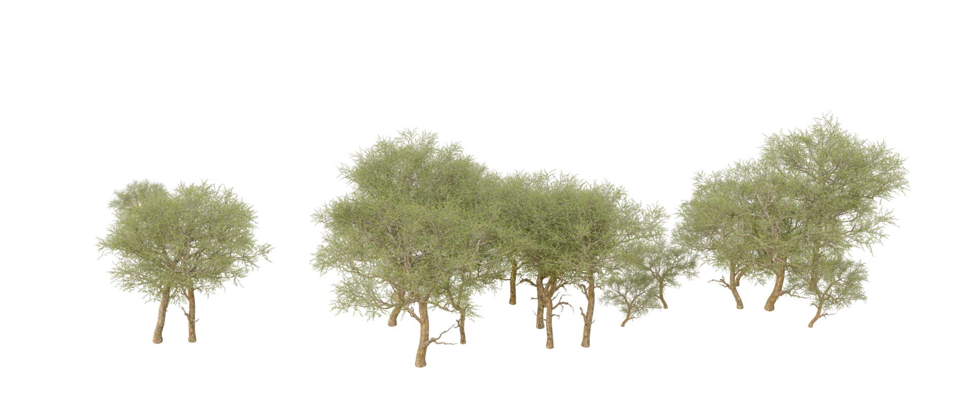 Green forest isolated on background. 3d rendering - illustration png