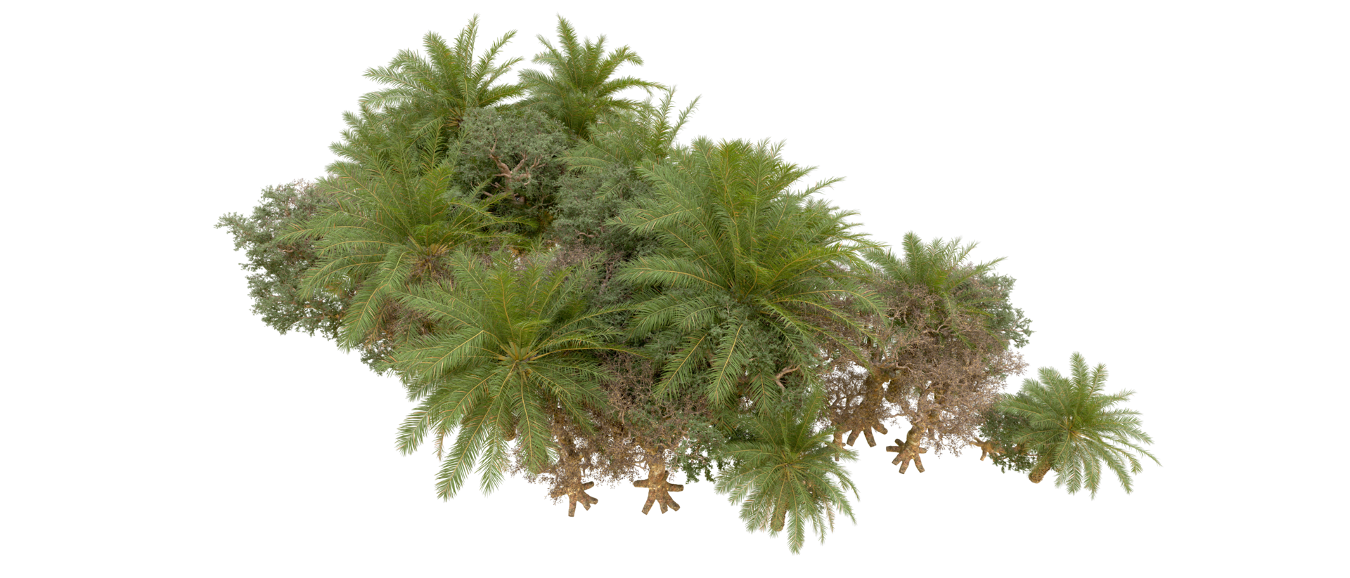 Green forest isolated on background. 3d rendering - illustration png