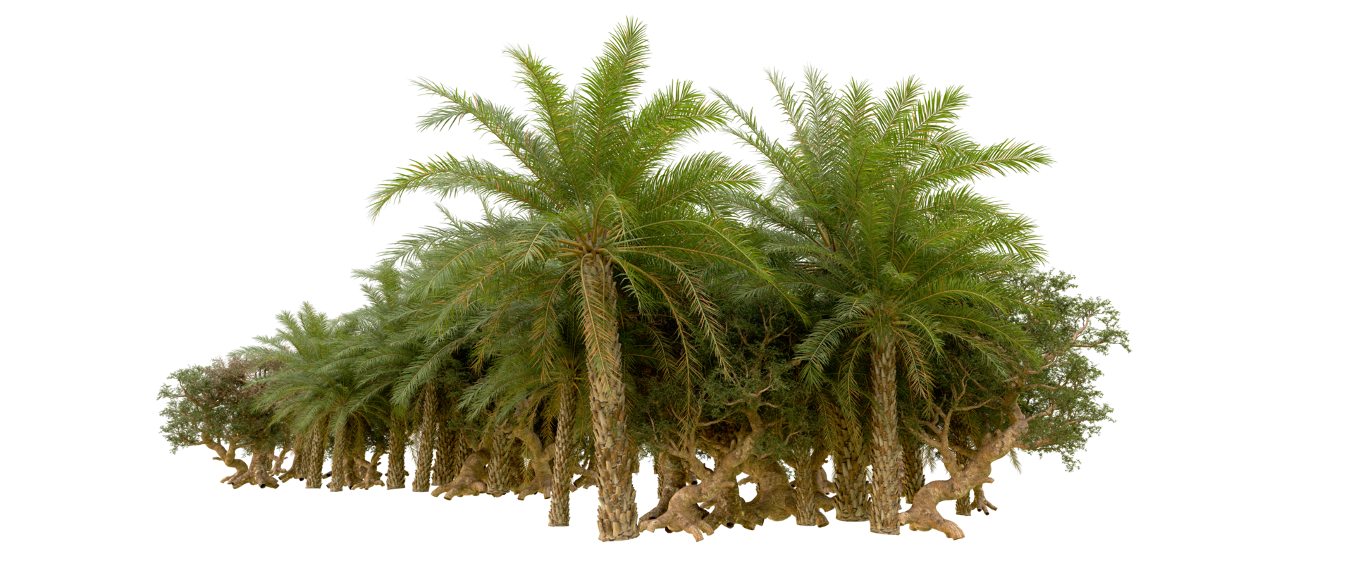 Green forest isolated on background. 3d rendering - illustration png