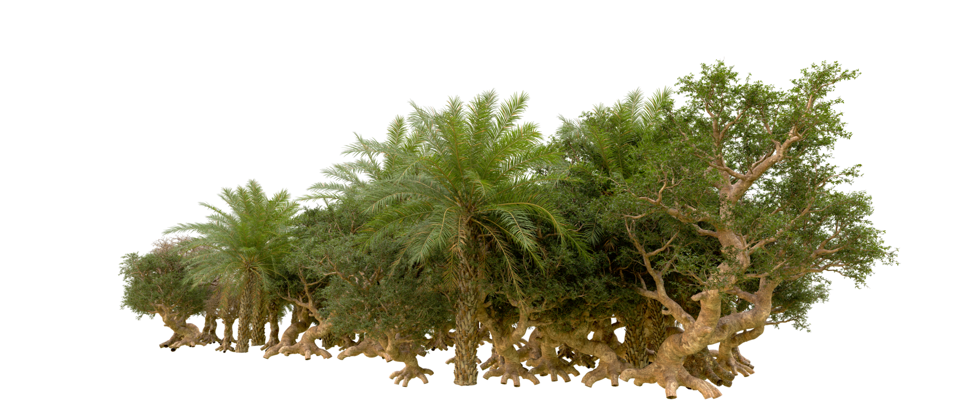 Green forest isolated on background. 3d rendering - illustration png