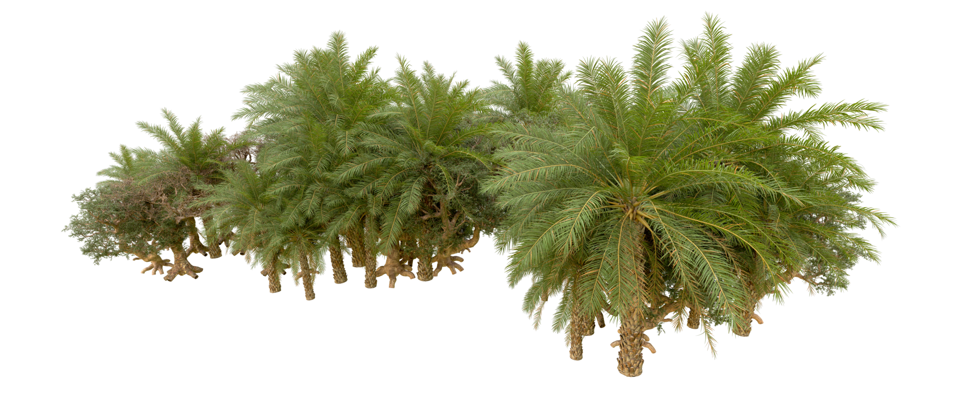 Green forest isolated on background. 3d rendering - illustration png
