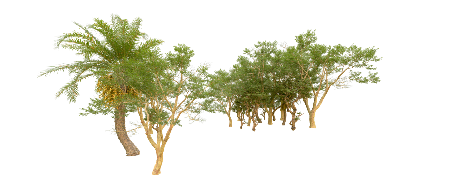 Green forest isolated on background. 3d rendering - illustration png