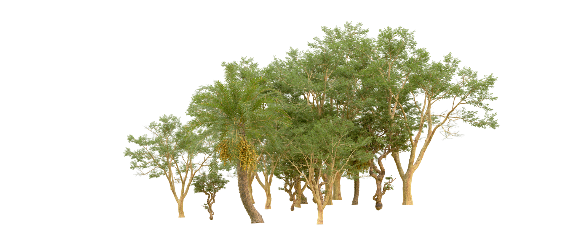 Green forest isolated on background. 3d rendering - illustration png