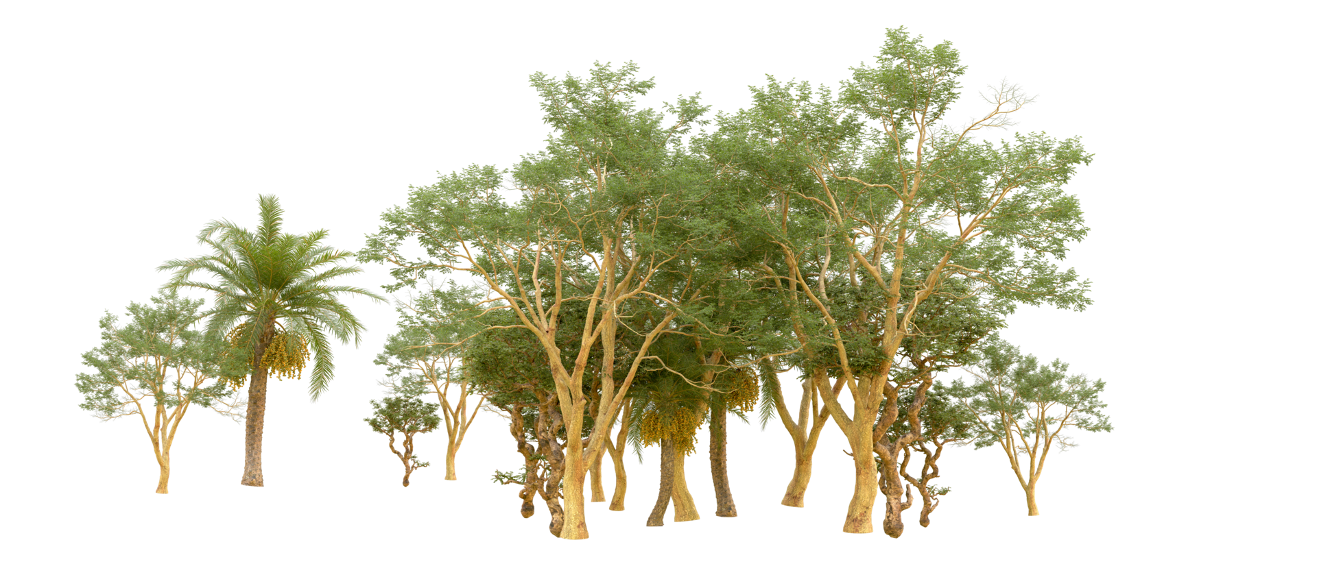 Green forest isolated on background. 3d rendering - illustration png