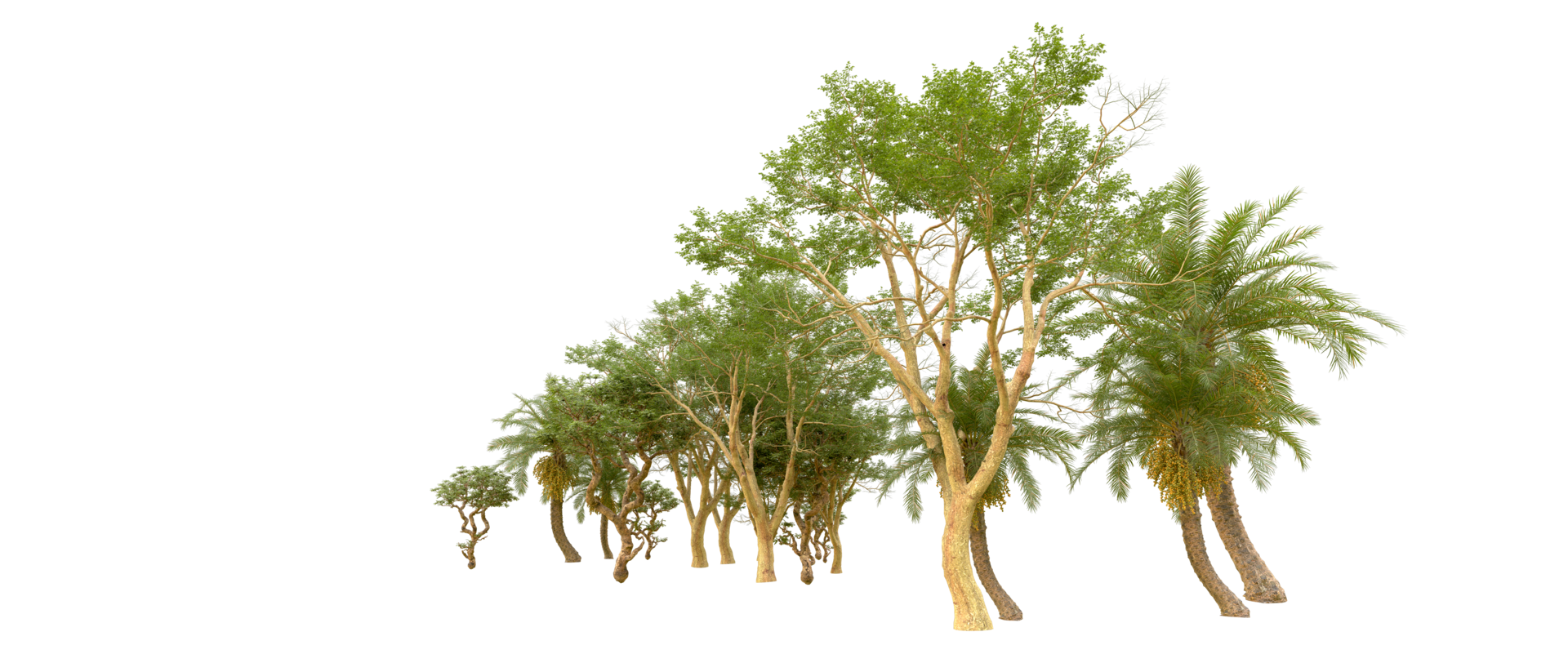 Green forest isolated on background. 3d rendering - illustration png