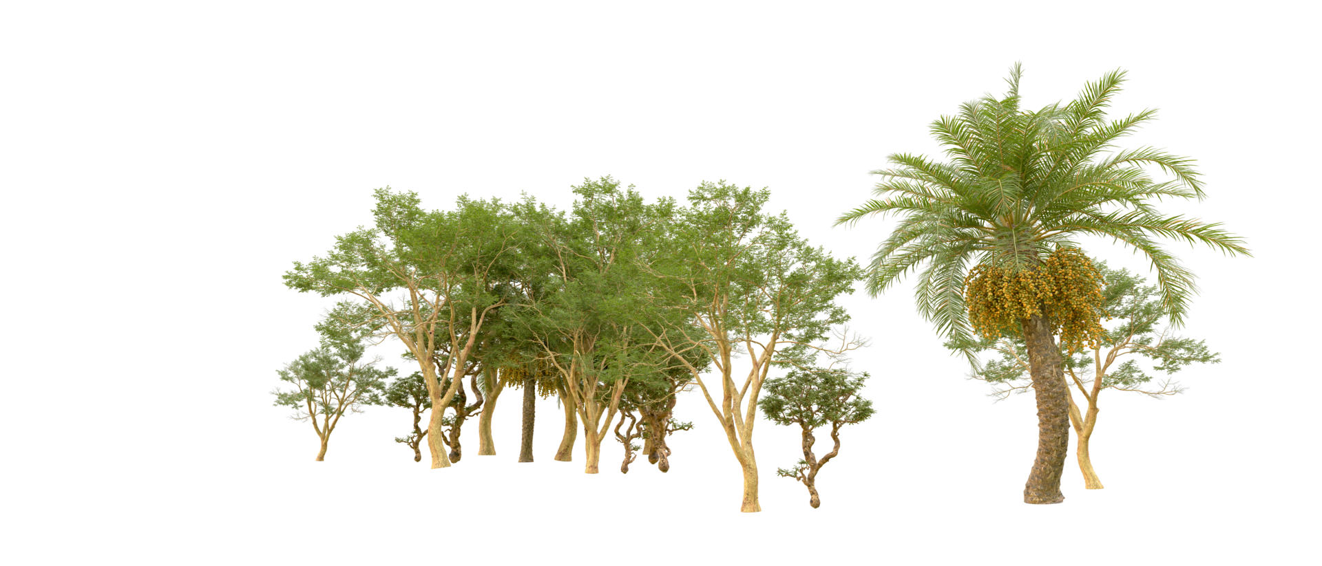 Green forest isolated on background. 3d rendering - illustration png