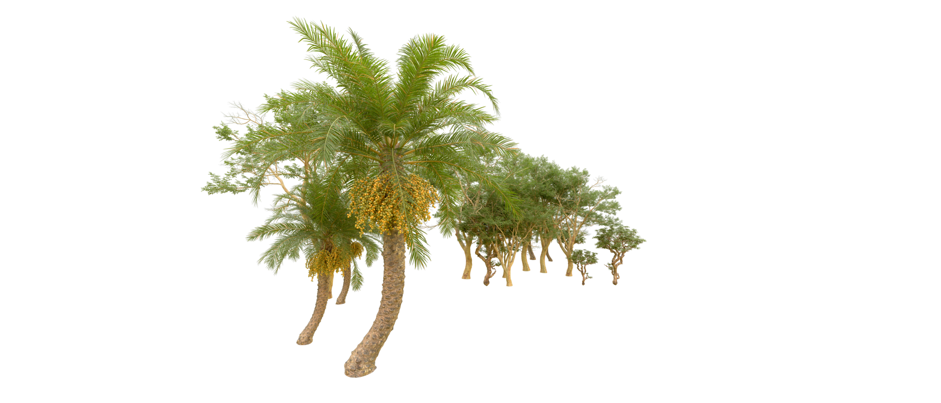 Green forest isolated on background. 3d rendering - illustration png
