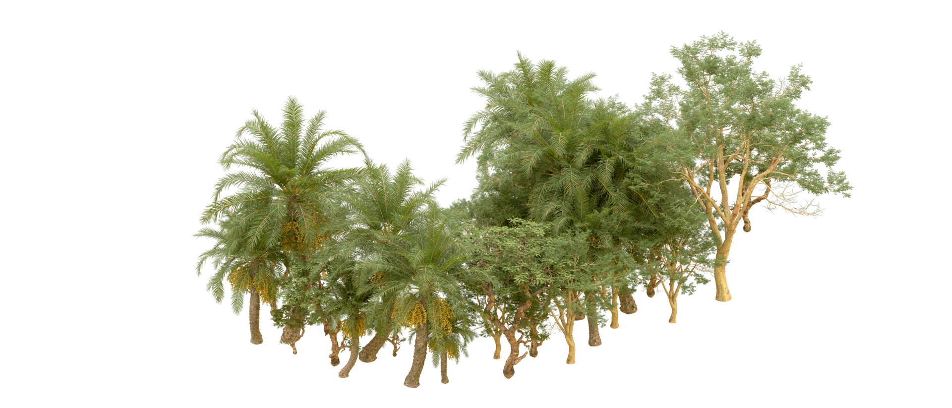 Green forest isolated on background. 3d rendering - illustration png