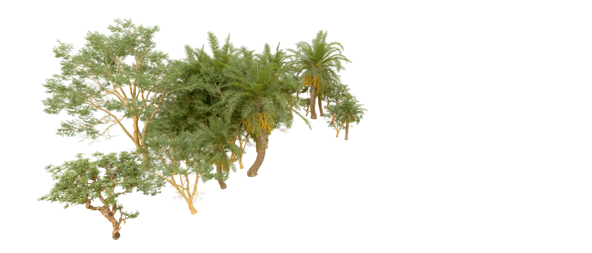 Green forest isolated on background. 3d rendering - illustration png