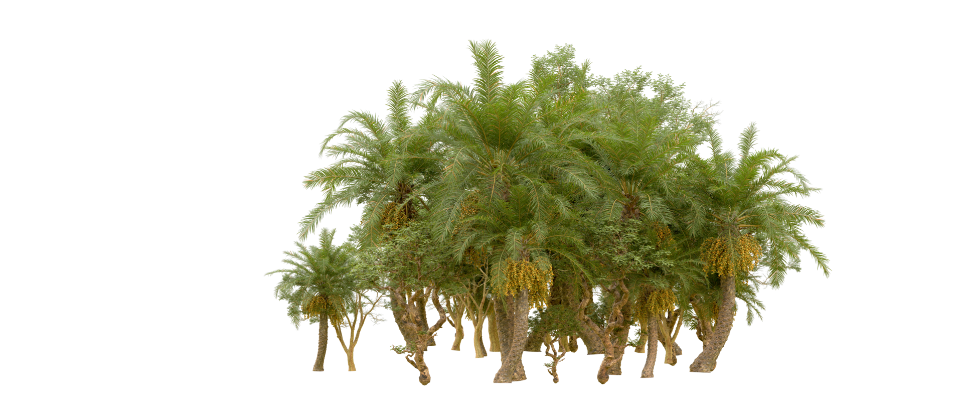 Green forest isolated on background. 3d rendering - illustration png