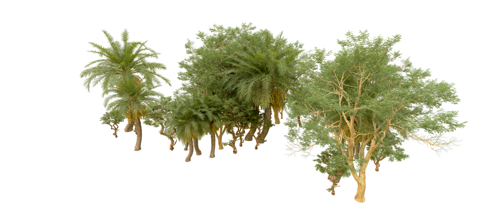 Green forest isolated on background. 3d rendering - illustration png