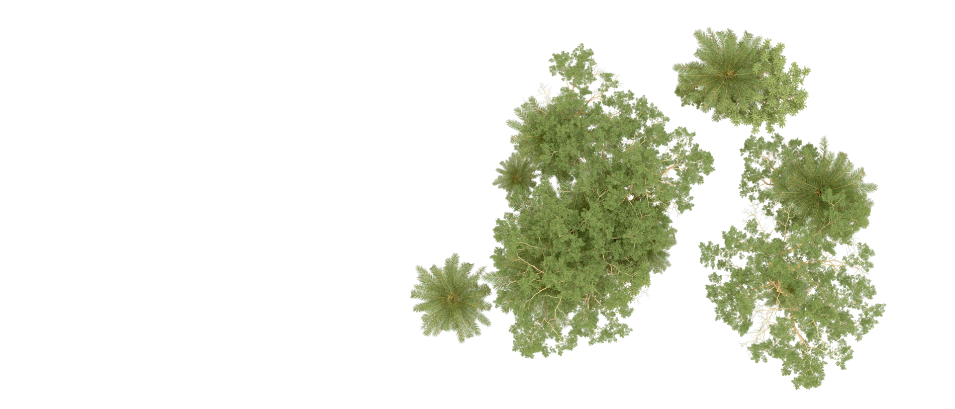 verde foresta isolato su sfondo. 3d interpretazione - illustrazione png