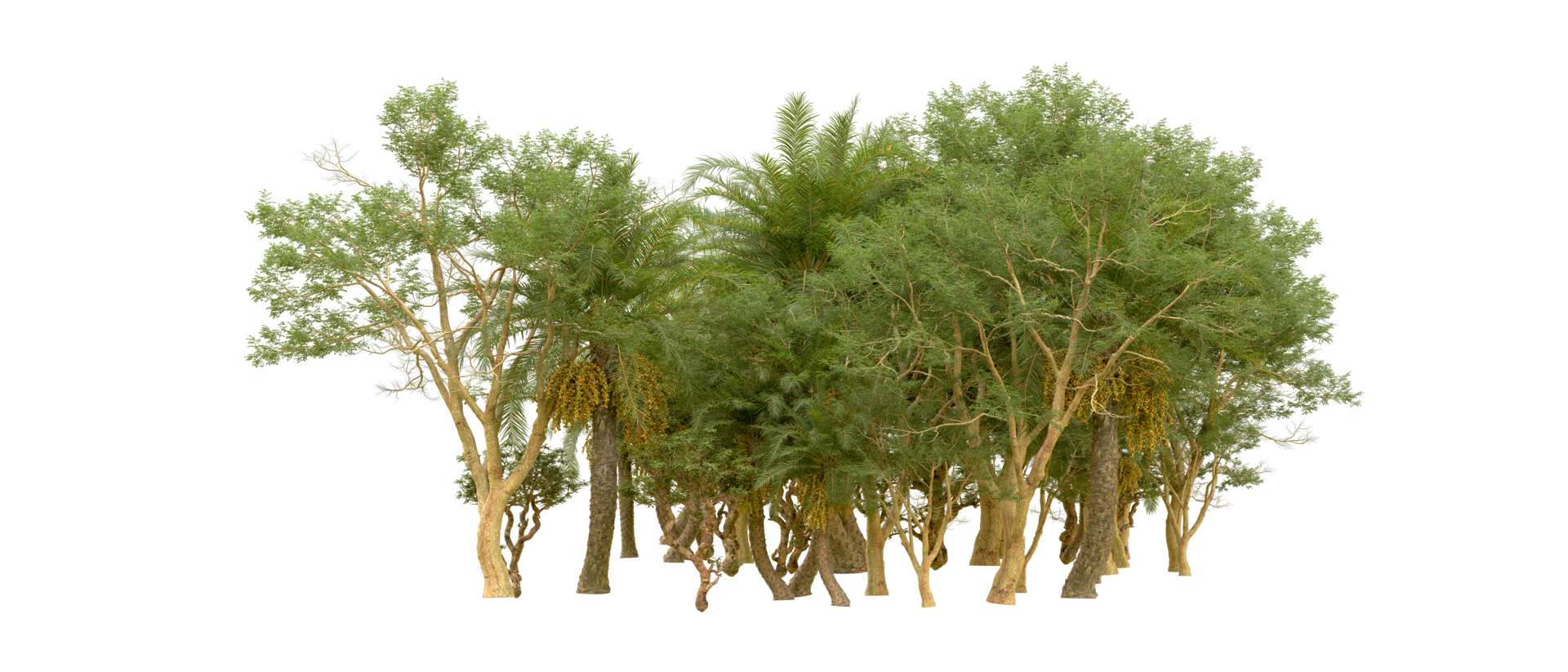 Green forest isolated on background. 3d rendering - illustration png