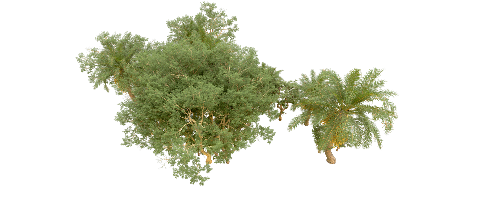 Green forest isolated on background. 3d rendering - illustration png