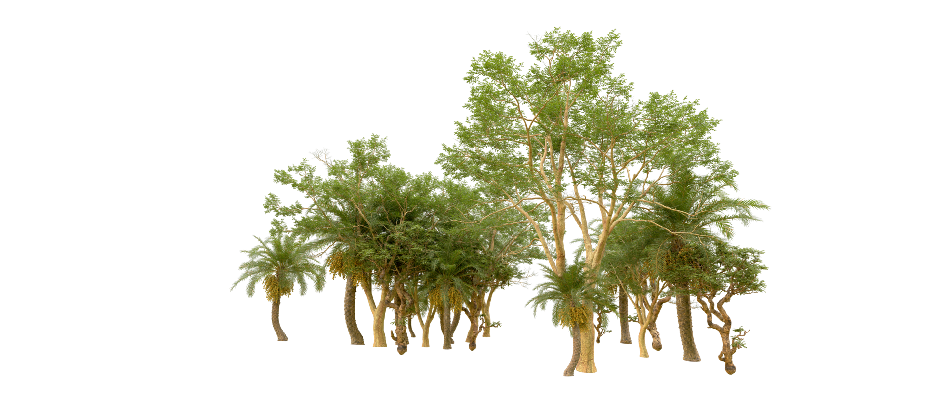 Green forest isolated on background. 3d rendering - illustration png