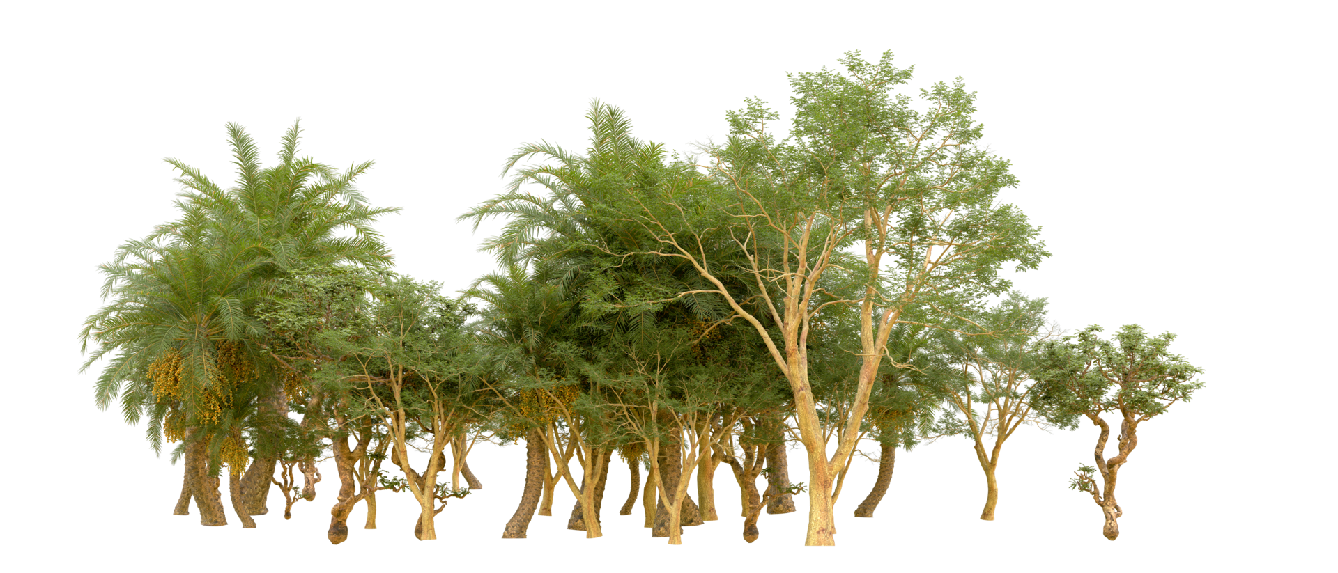 Green forest isolated on background. 3d rendering - illustration png