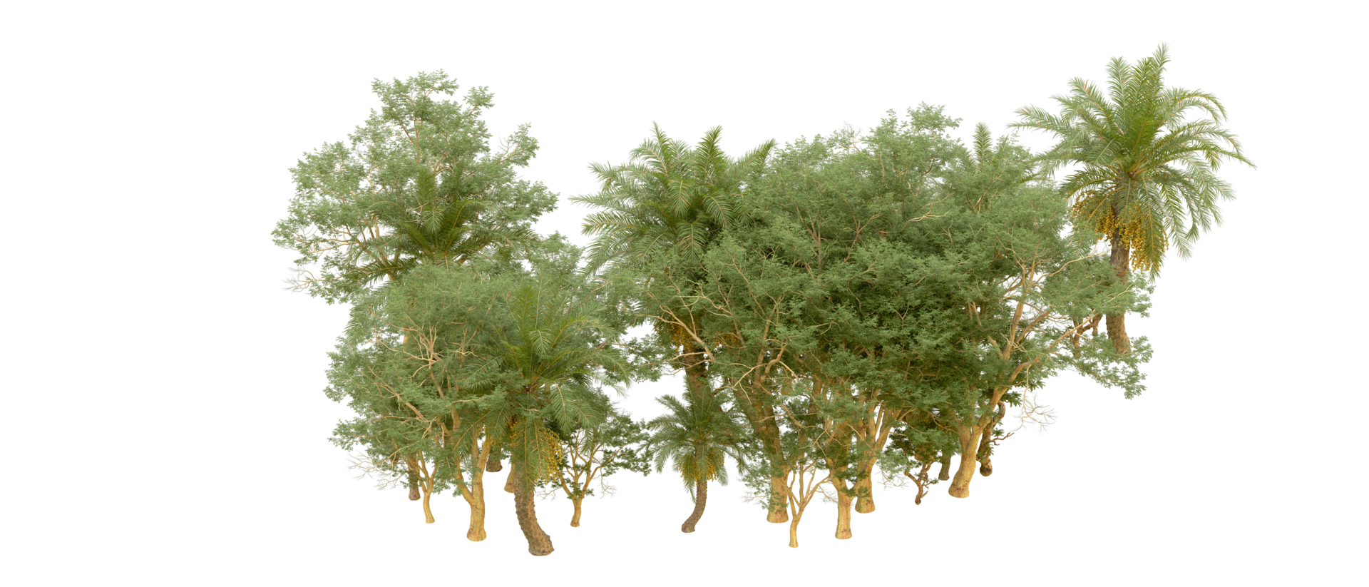 Green forest isolated on background. 3d rendering - illustration png