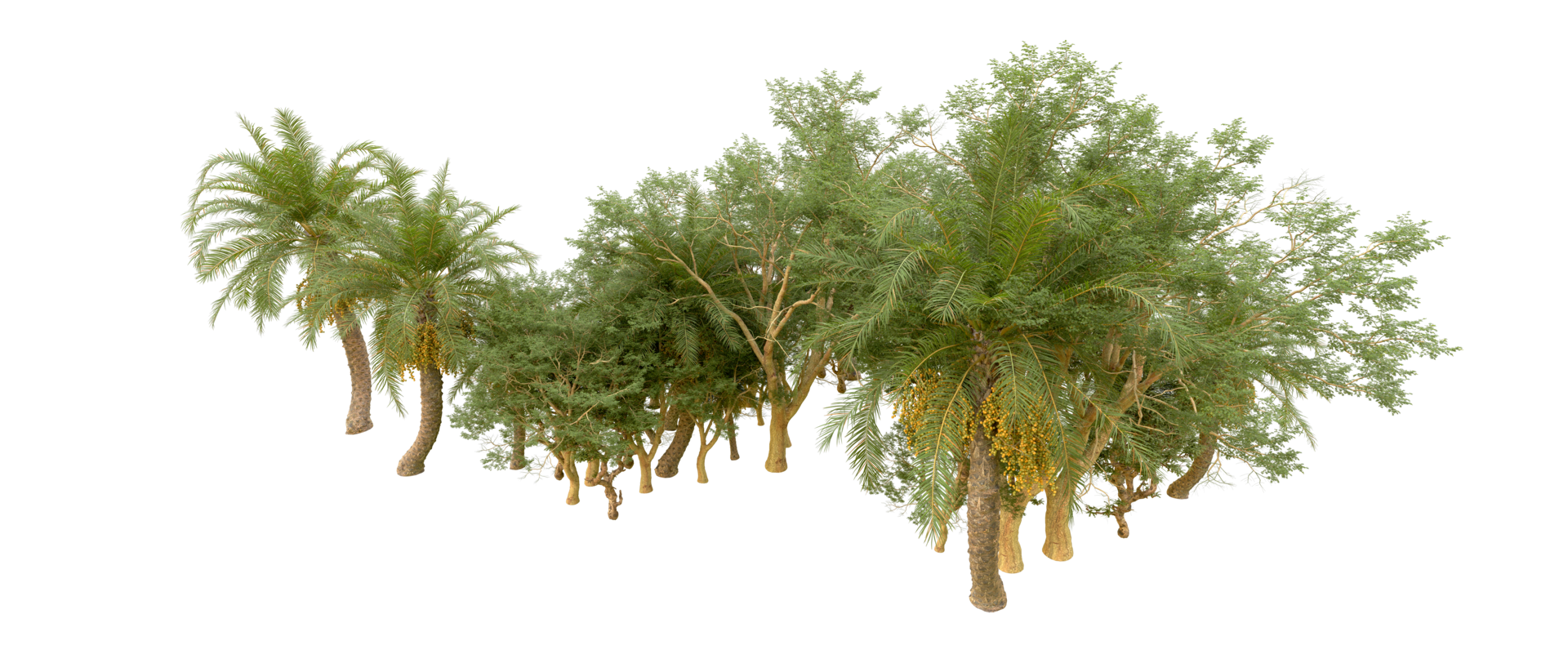 Green forest isolated on background. 3d rendering - illustration png