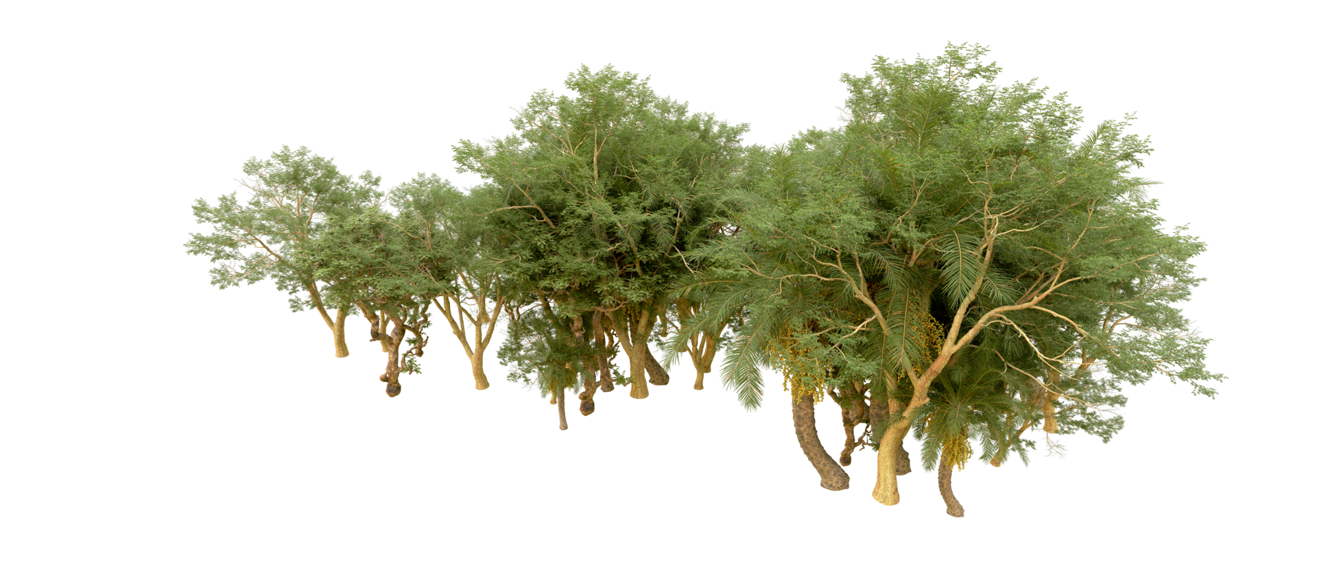 Green forest isolated on background. 3d rendering - illustration png