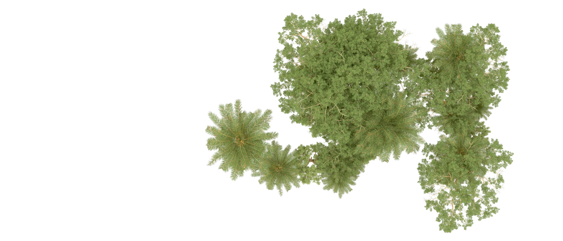 Green forest isolated on background. 3d rendering - illustration png