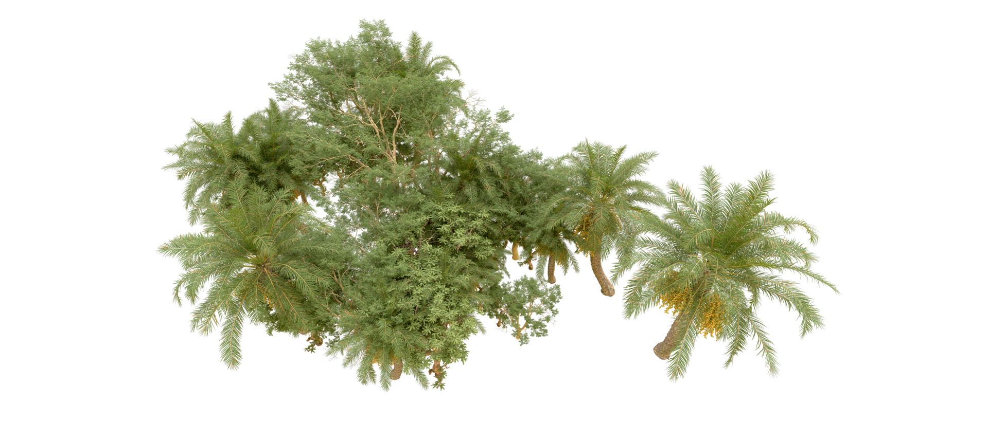 Green forest isolated on background. 3d rendering - illustration png