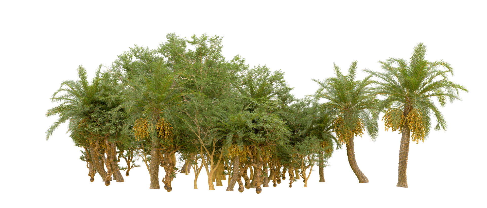 Green forest isolated on background. 3d rendering - illustration png