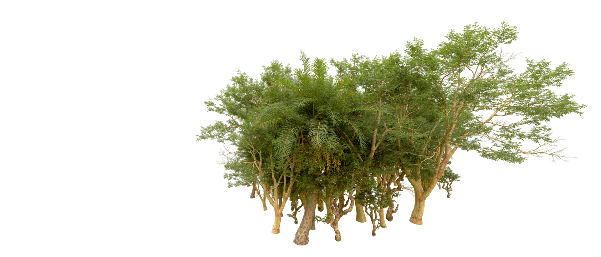 Green forest isolated on background. 3d rendering - illustration png