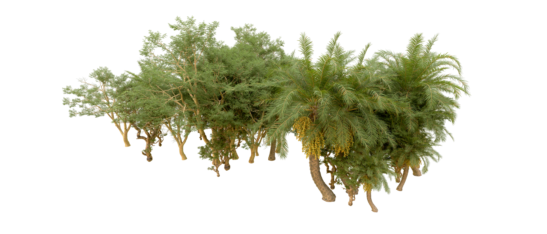 Green forest isolated on background. 3d rendering - illustration png