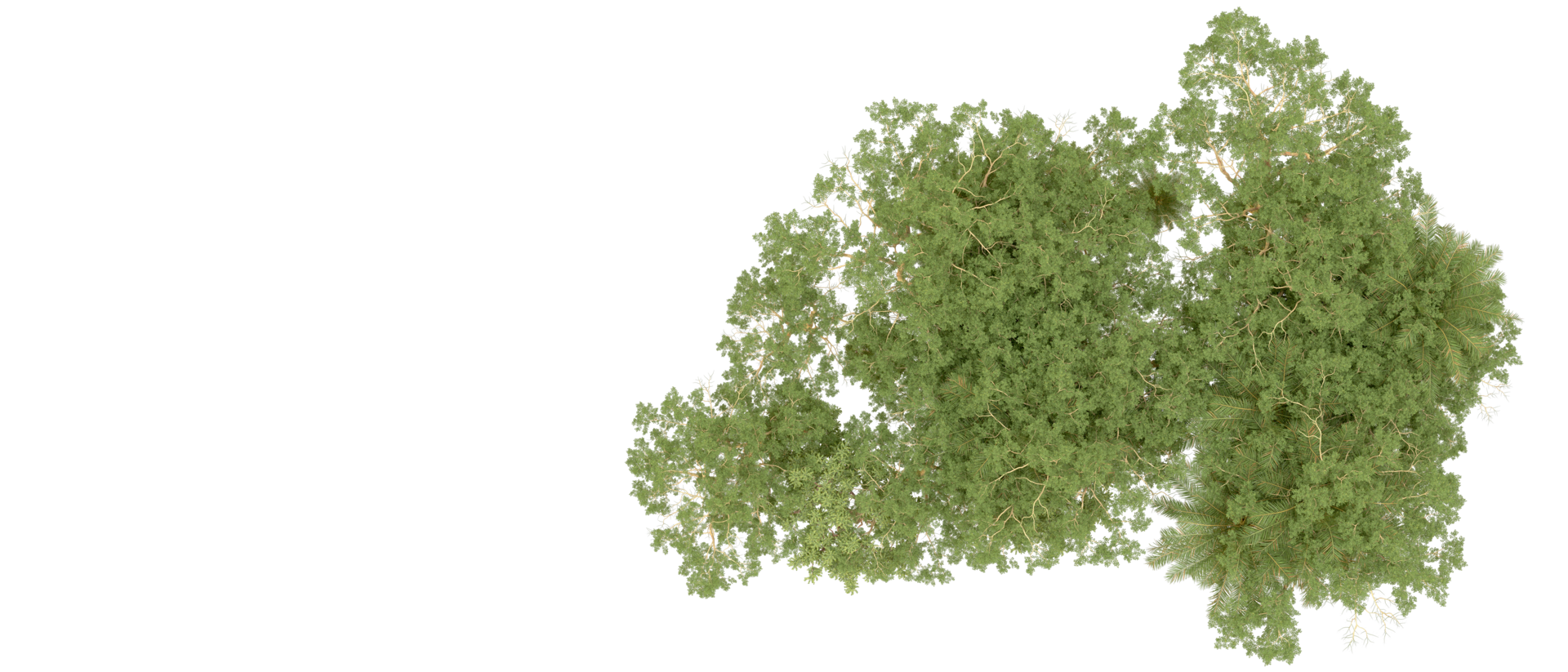 Green forest isolated on background. 3d rendering - illustration png