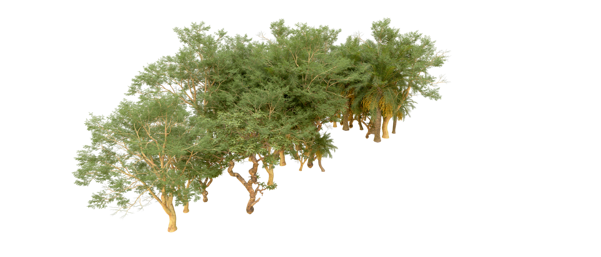 Green forest isolated on background. 3d rendering - illustration png