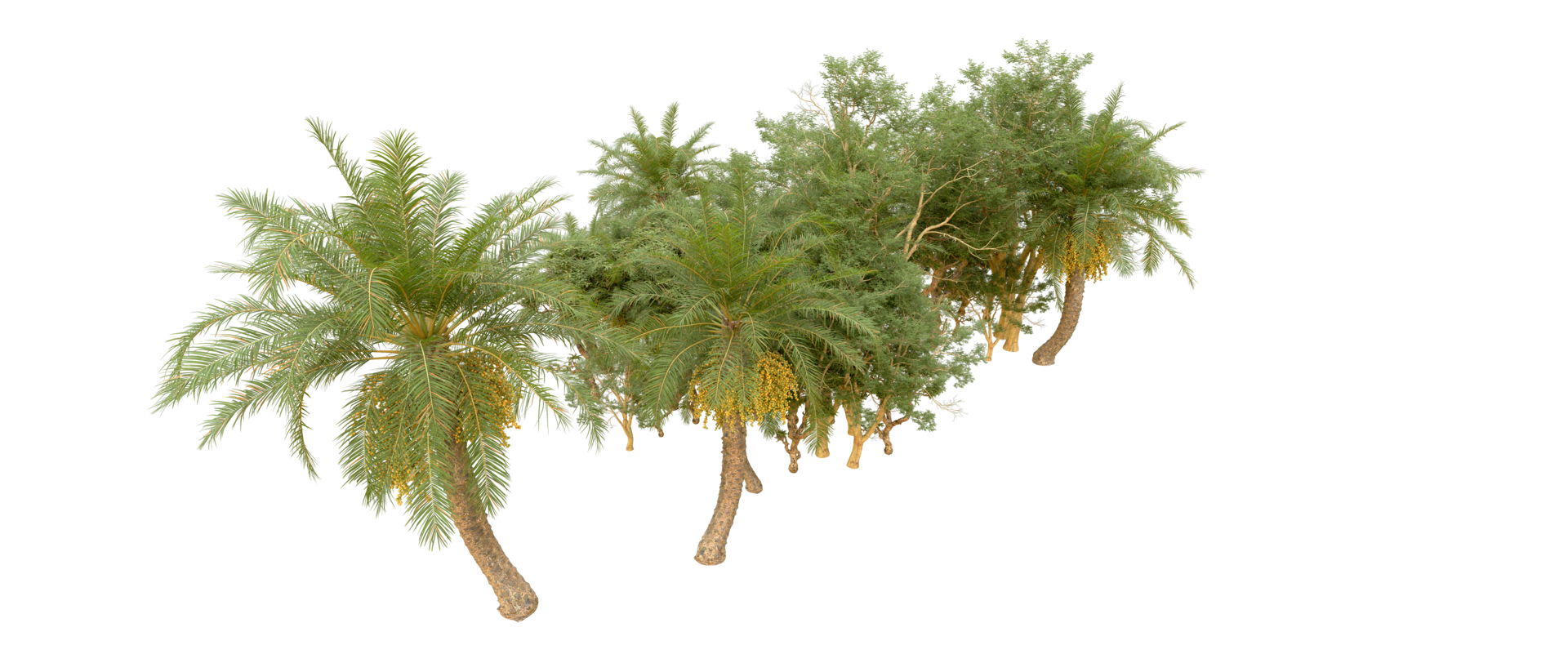 Green forest isolated on background. 3d rendering - illustration png