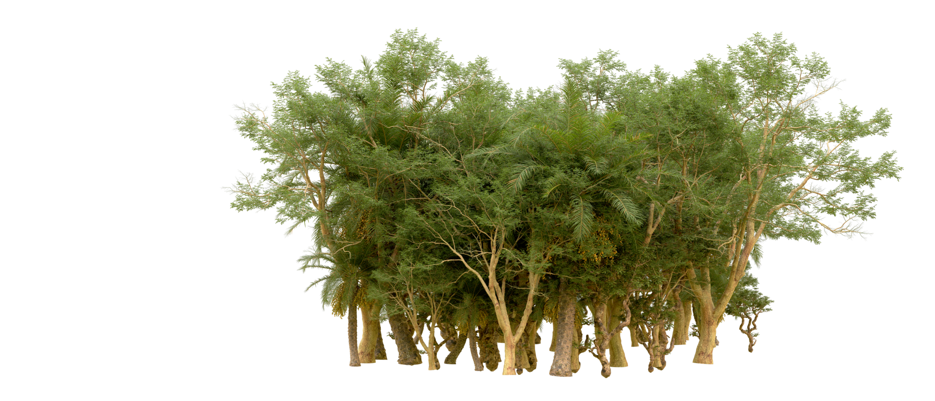 Green forest isolated on background. 3d rendering - illustration png