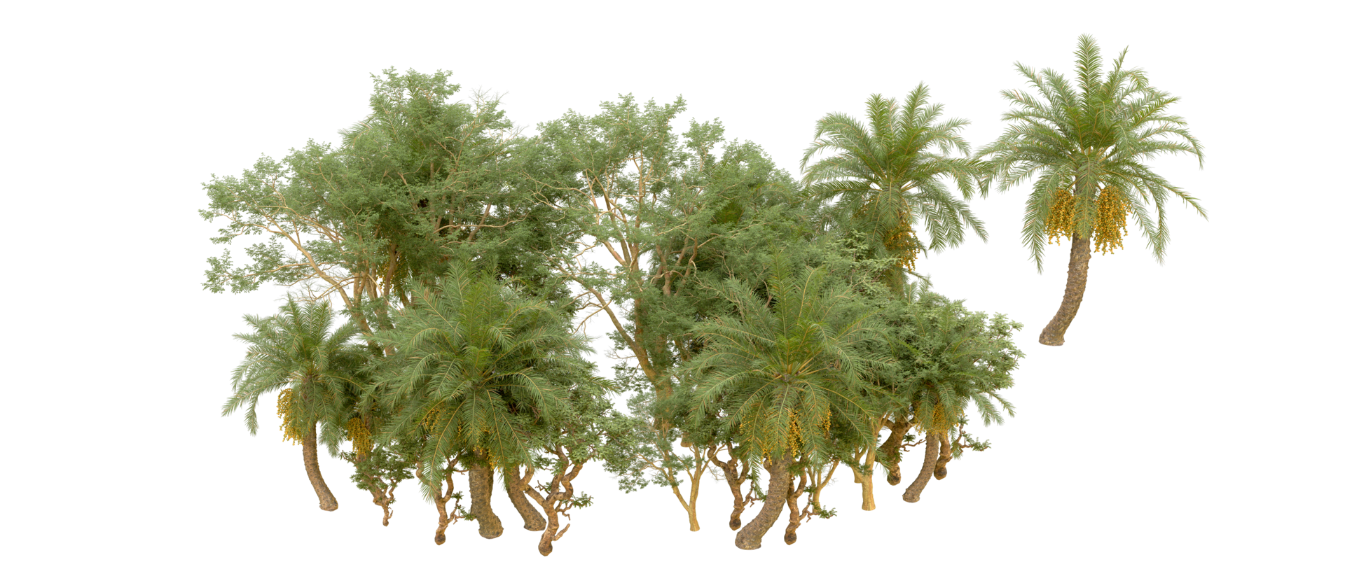 Green forest isolated on background. 3d rendering - illustration png
