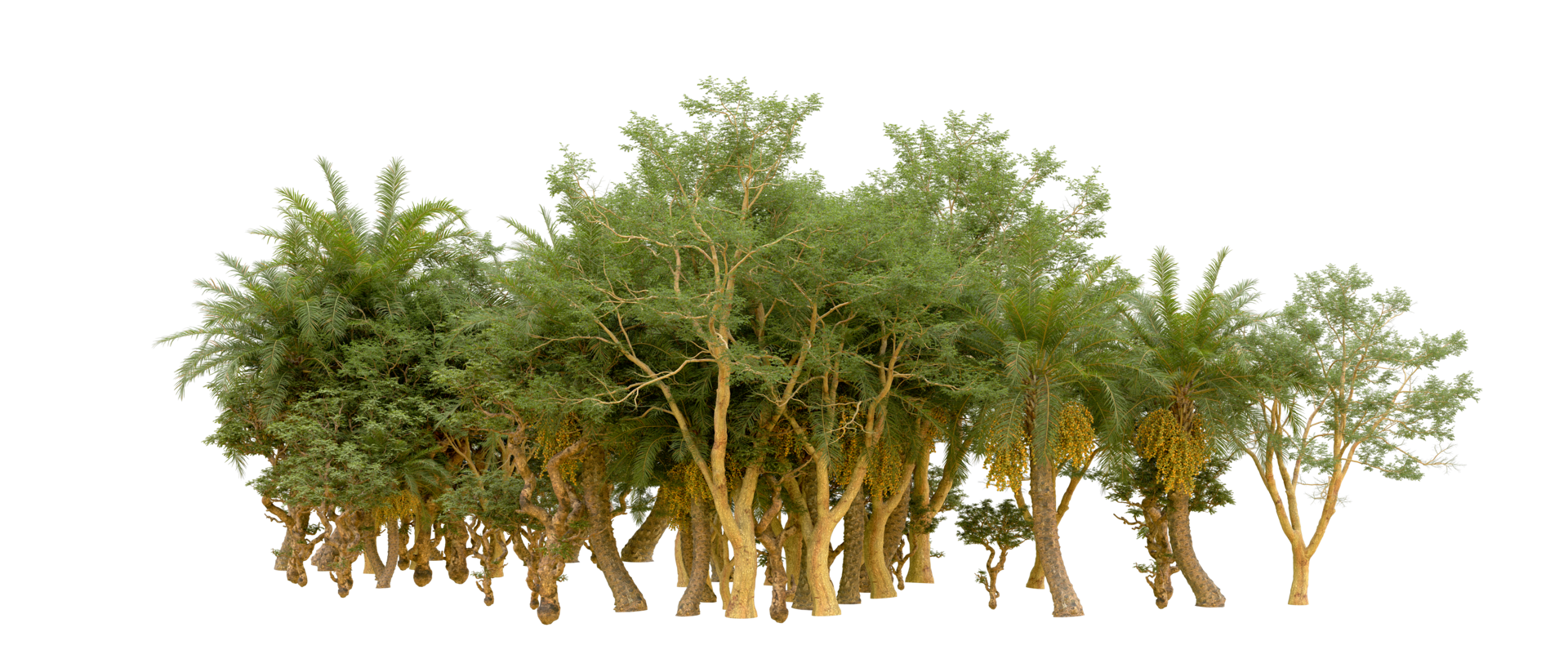 Green forest isolated on background. 3d rendering - illustration png