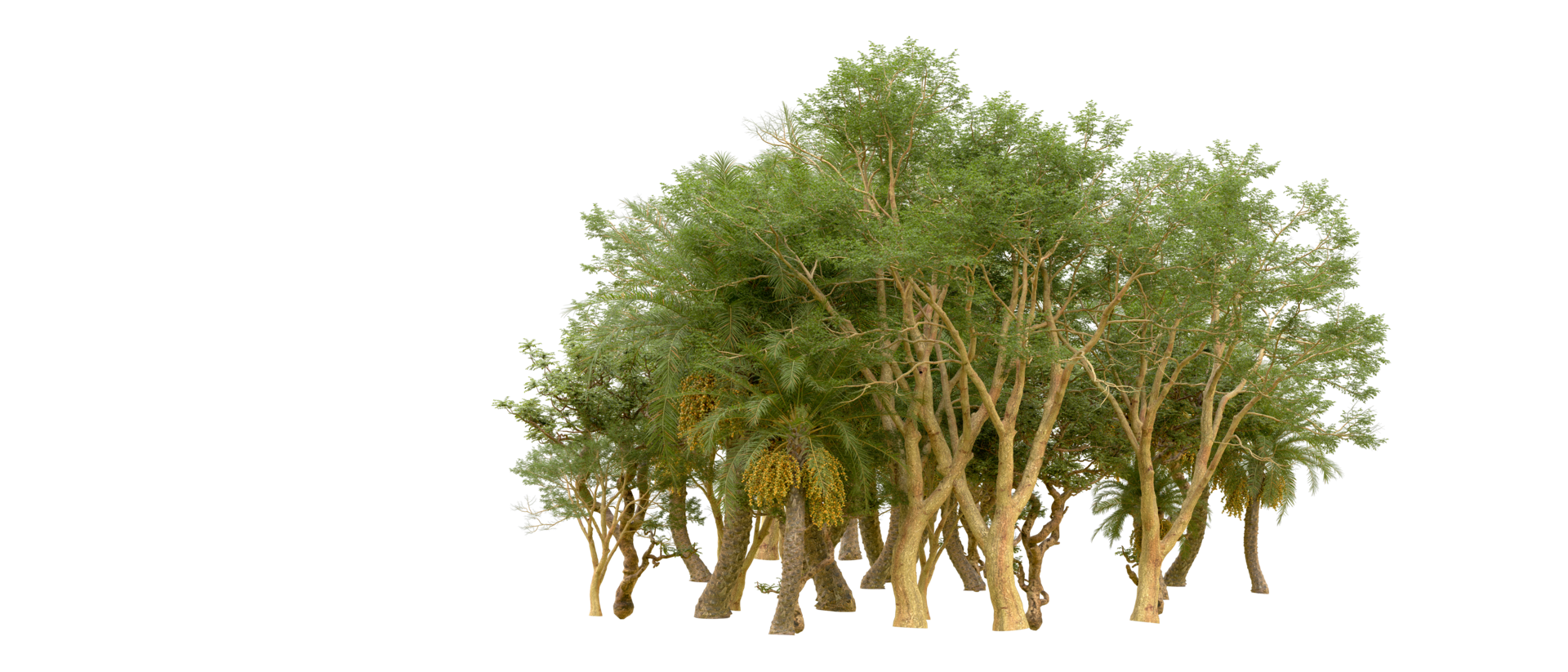 Green forest isolated on background. 3d rendering - illustration png