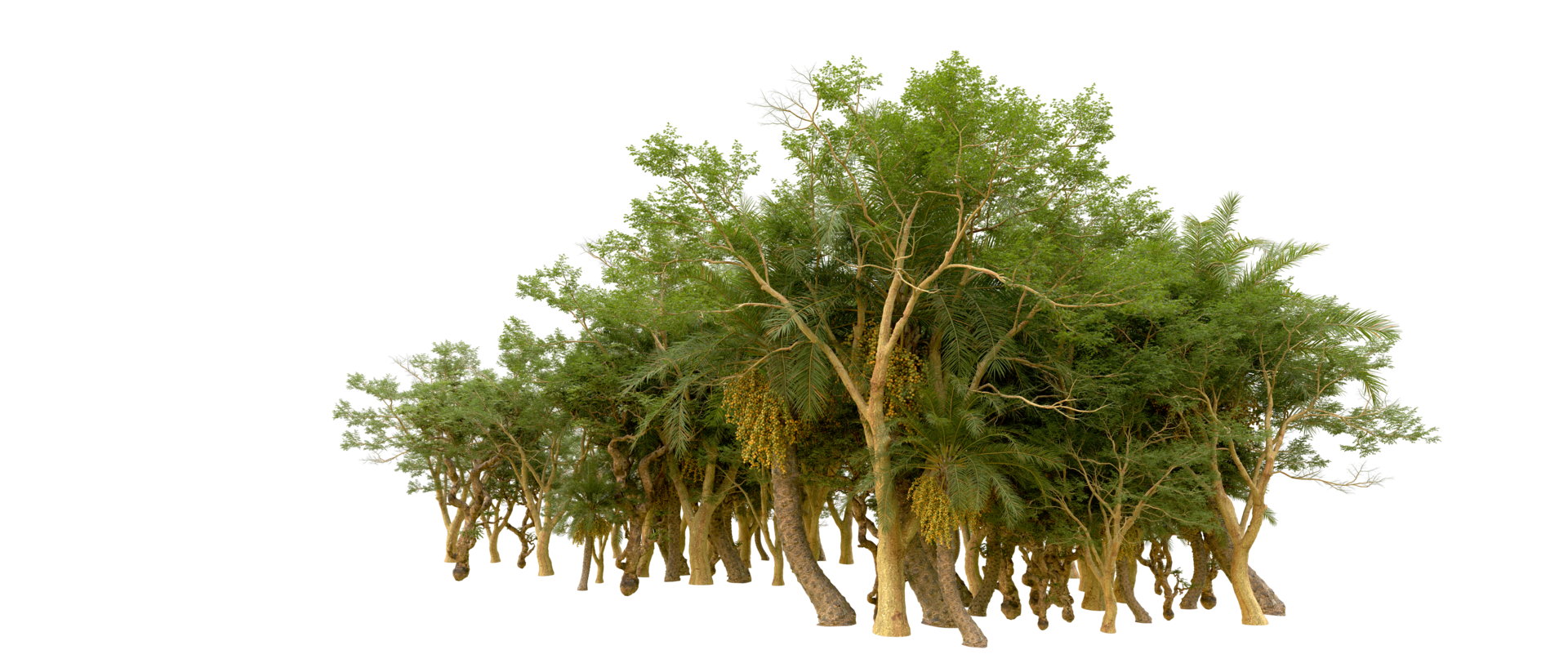 Green forest isolated on background. 3d rendering - illustration png
